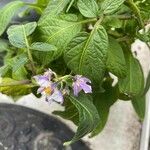 Solanum muricatum Leht