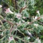 Echium italicum Floare
