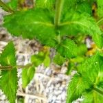 Veronica austriaca List