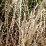 Festuca ambigua Flower