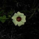 Pavonia cancellata Flower