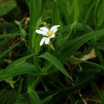 Rabelera holostea Flower