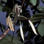 Cecropia peltata Floare