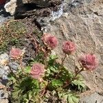 Geum reptans Habit