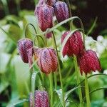 Fritillaria meleagris Kvet