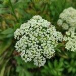 Sium latifolium Fleur