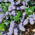 Ceanothus thyrsiflorus Flower