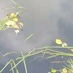 Sparganium emersum Likasa