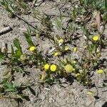 Cotula coronopifolia Habit