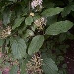 Cornus sanguinea Leaf