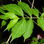 Weigela florida Leaf