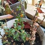 Cotoneaster integrifolius 花