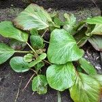 Bergenia stracheyi Deilen