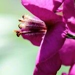 Verbascum phoeniceum Květ