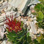 Purpureostemon ciliatus Flor
