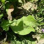 Centaurea macrocephala Anders