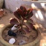 Kalanchoe longiflora Habit