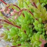 Sedum hirsutum Leaf