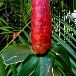 Costus barbatus Blomma