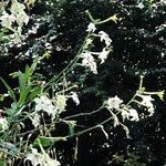 Nicotiana spp. Habit