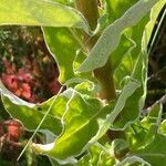 Helichrysum foetidum Blatt