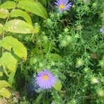 Dieteria asteroides Flower