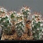 Sclerocactus parviflorus Habit