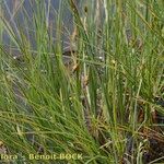 Carex limosa Habit