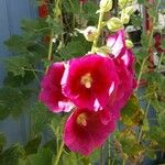 Alcea roseaFlower