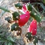 Salmonopuntia salmiana 花