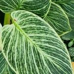 Calathea sanderiana Leaf