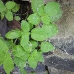 Plectranthus parviflorus Leaf