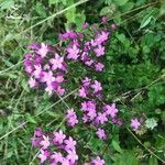 Centaurium erythraeaЦветок