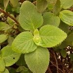 Plectranthus barbatus Levél