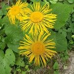 Inula heleniumFlower