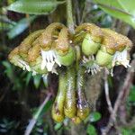 Marcgravia umbellata Fruto