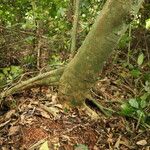 Celtis prantlii Corteza