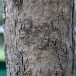 Isoberlinia tomentosa Ŝelo