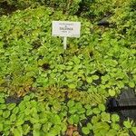 Salvinia natans Leaf