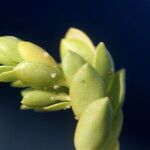 Euphorbia mesembrianthemifolia