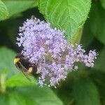 Ceanothus × delileanus