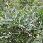 Acacia spirorbis Leaf