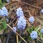 Muscari azureum Lorea