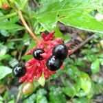 Rauvolfia serpentina Ffrwyth