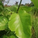 Nauclea latifolia Folio