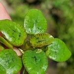 Hydrocharis laevigata Blatt