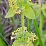 Cruciata laevipes Leaf