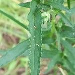 Campanula cervicaria Feuille