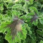 Pelargonium tomentosum Blad