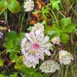 Astrantia majorŽiedas